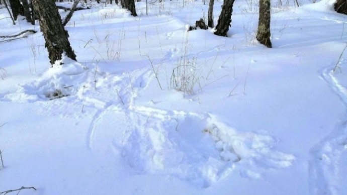 С видом на звезды: "спальню" косули нашли в Челябинской области