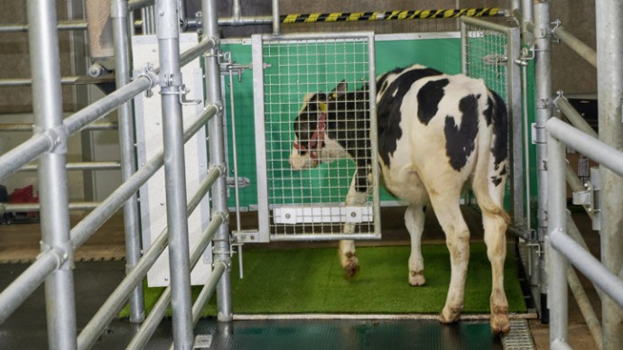 Коров научили ходить в туалет ради спасения планеты