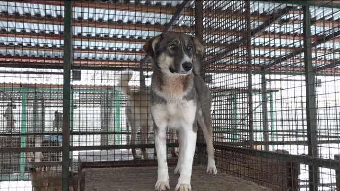 Идею ограничить число животных в квартире назвали губительной для волонтеров - Новости на Вести.ru