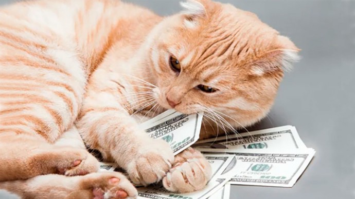 "Кот на миллион долларов". Сборной Бразилии выставили иск
