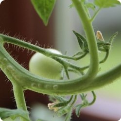 Почему плохо растут помидоры в теплице и на огороде